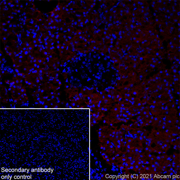 Immunohistochemistry (Frozen sections) - Alexa Fluor® 647 Anti-Carboxypeptidase A antibody [EPR24384-69] (ab282196), expandable thumbnail