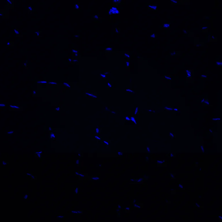 Immunohistochemistry (Formalin/PFA-fixed paraffin-embedded sections) - Alexa Fluor® 647 Anti-Cardiac Troponin I antibody [EPR20307] (AB309162)