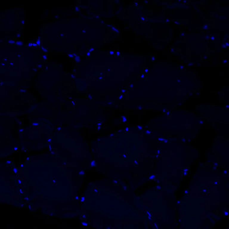 Immunohistochemistry (Formalin/PFA-fixed paraffin-embedded sections) - Alexa Fluor® 647 Anti-Cardiac Troponin I antibody [EPR20307] (AB309162)