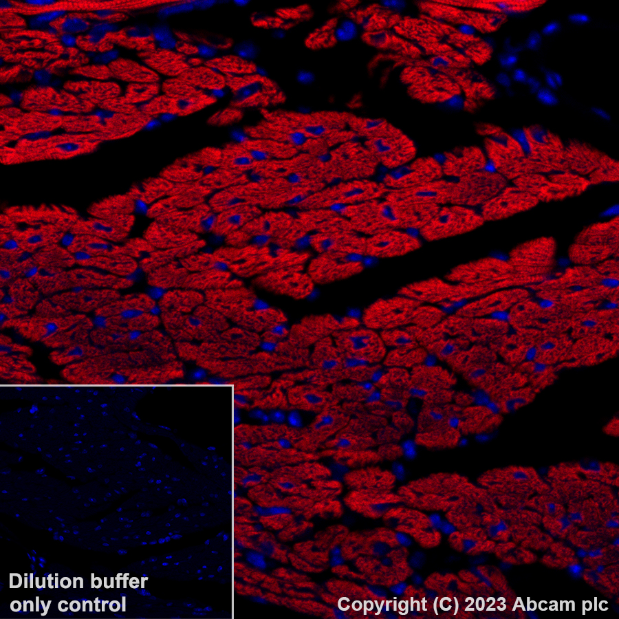 Immunohistochemistry (Formalin/PFA-fixed paraffin-embedded sections) - Alexa Fluor® 647 Anti-Cardiac Troponin T antibody [EPR20266] (AB314677), expandable thumbnail