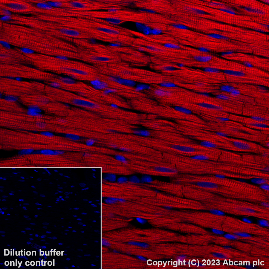 Immunohistochemistry (Formalin/PFA-fixed paraffin-embedded sections) - Alexa Fluor® 647 Anti-Cardiac Troponin T antibody [EPR20266] (AB314677), expandable thumbnail