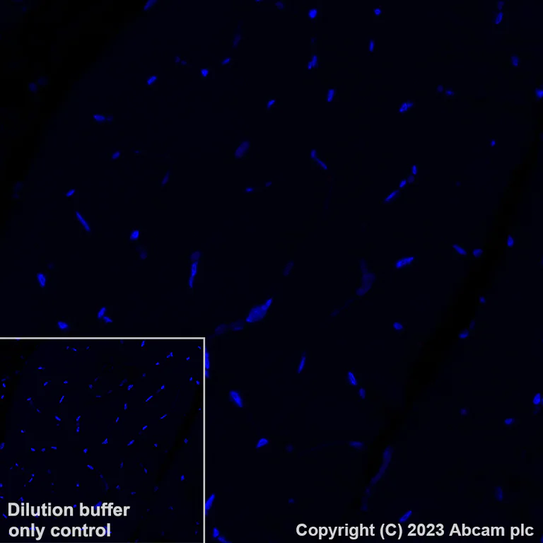 Immunohistochemistry (Formalin/PFA-fixed paraffin-embedded sections) - Alexa Fluor® 647 Anti-Cardiac Troponin T antibody [EPR20266] (AB314677)