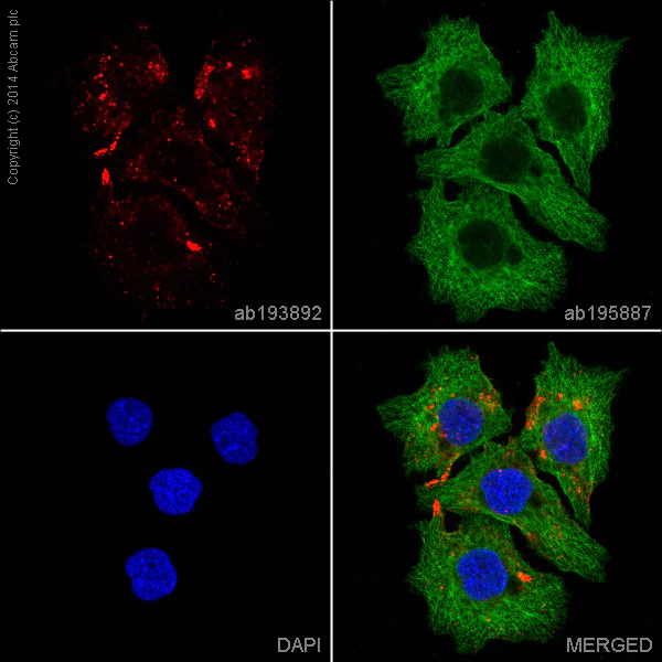Immunocytochemistry/ Immunofluorescence - Alexa Fluor® 647 Anti-Caveolin-1 antibody [E249] - Caveolae Marker (AB193892)