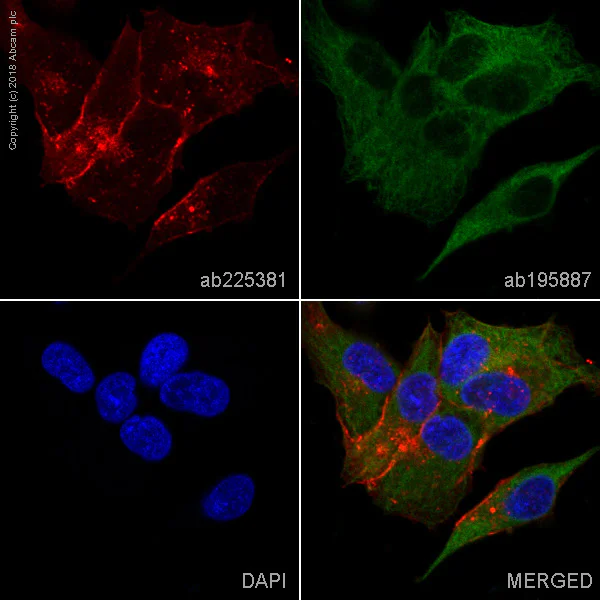 Immunocytochemistry - Alexa Fluor® 647 Anti-Caveolin-1 antibody [EPR15554] - N-terminal - Caveolae Marker (AB225381)