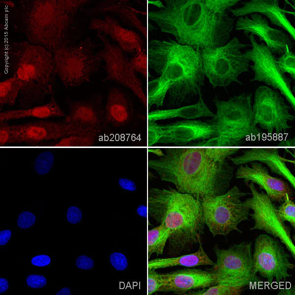 Immunocytochemistry/ Immunofluorescence - Alexa Fluor® 647 Anti-CBFb antibody [EPR6322] (AB208764)