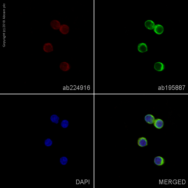Immunocytochemistry/ Immunofluorescence - Alexa Fluor® 647 Anti-CBL antibody [YE323] - C-terminal (AB224916), expandable thumbnail