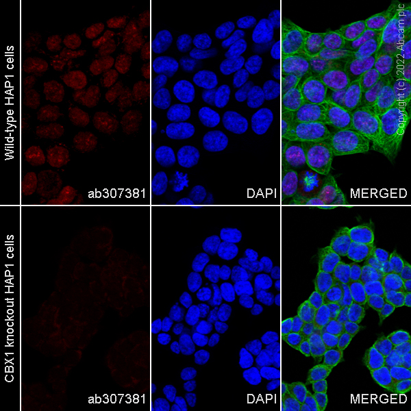 Immunocytochemistry/ Immunofluorescence - Alexa Fluor® 647 Anti-CBX1 / HP1 beta antibody [EPR24242-78] (AB307381), expandable thumbnail