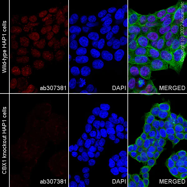 Immunocytochemistry/ Immunofluorescence - Alexa Fluor® 647 Anti-CBX1 / HP1 beta antibody [EPR24242-78] (AB307381)