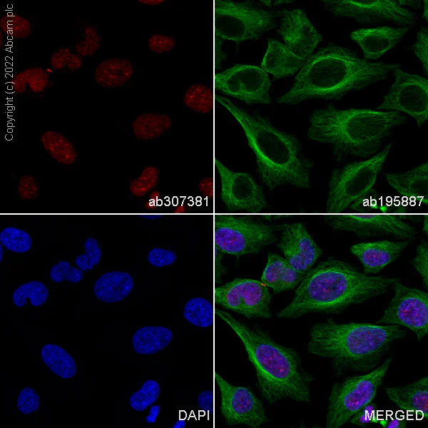 Immunocytochemistry/ Immunofluorescence - Alexa Fluor® 647 Anti-CBX1 / HP1 beta antibody [EPR24242-78] (AB307381)