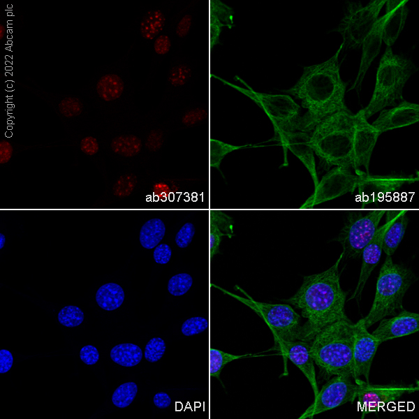 Immunocytochemistry/ Immunofluorescence - Alexa Fluor® 647 Anti-CBX1 / HP1 beta antibody [EPR24242-78] (AB307381), expandable thumbnail