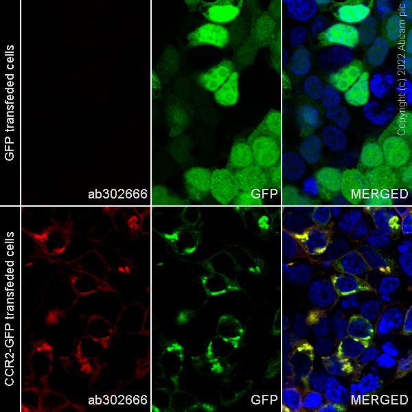 Immunocytochemistry/ Immunofluorescence - Alexa Fluor® 647 Anti-CCR2 antibody [EPR20844-15] (AB302666)