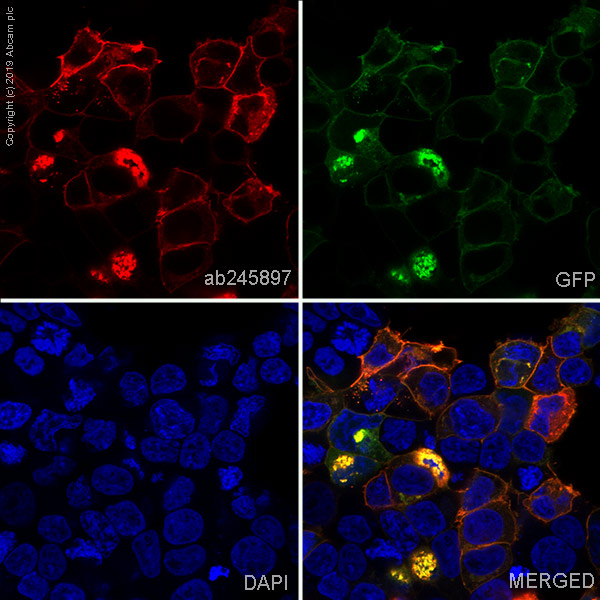 Immunocytochemistry/ Immunofluorescence - Alexa Fluor® 647 Anti-CCR2 antibody [EPR20844] (AB245897), expandable thumbnail