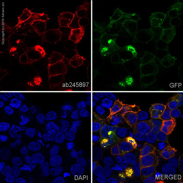 Immunocytochemistry/ Immunofluorescence - Alexa Fluor® 647 Anti-CCR2 antibody [EPR20844] (AB245897)