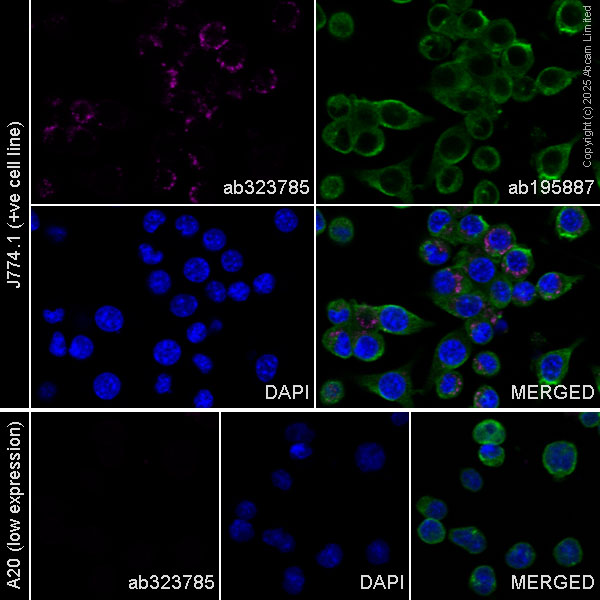 Immunocytochemistry/ Immunofluorescence - Alexa Fluor® 647 Anti-CCR3 antibody [EPR27419-30] (AB323785), expandable thumbnail