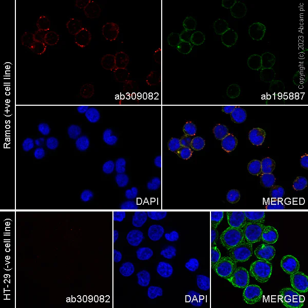 Immunocytochemistry/ Immunofluorescence - Alexa Fluor® 647 Anti-CD10 antibody [EPR22867-118] (AB309082)