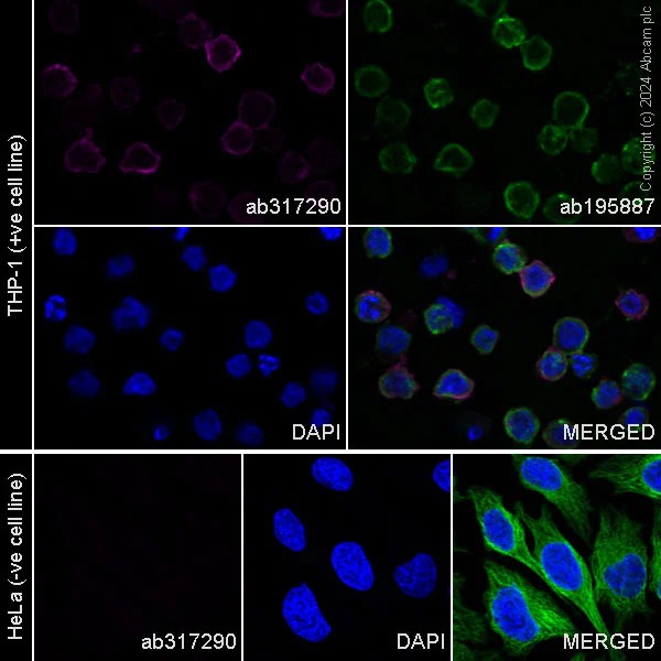 Immunocytochemistry/ Immunofluorescence - Alexa Fluor® 647 Anti-CD11a antibody [EPR26928-111A] (AB317290)