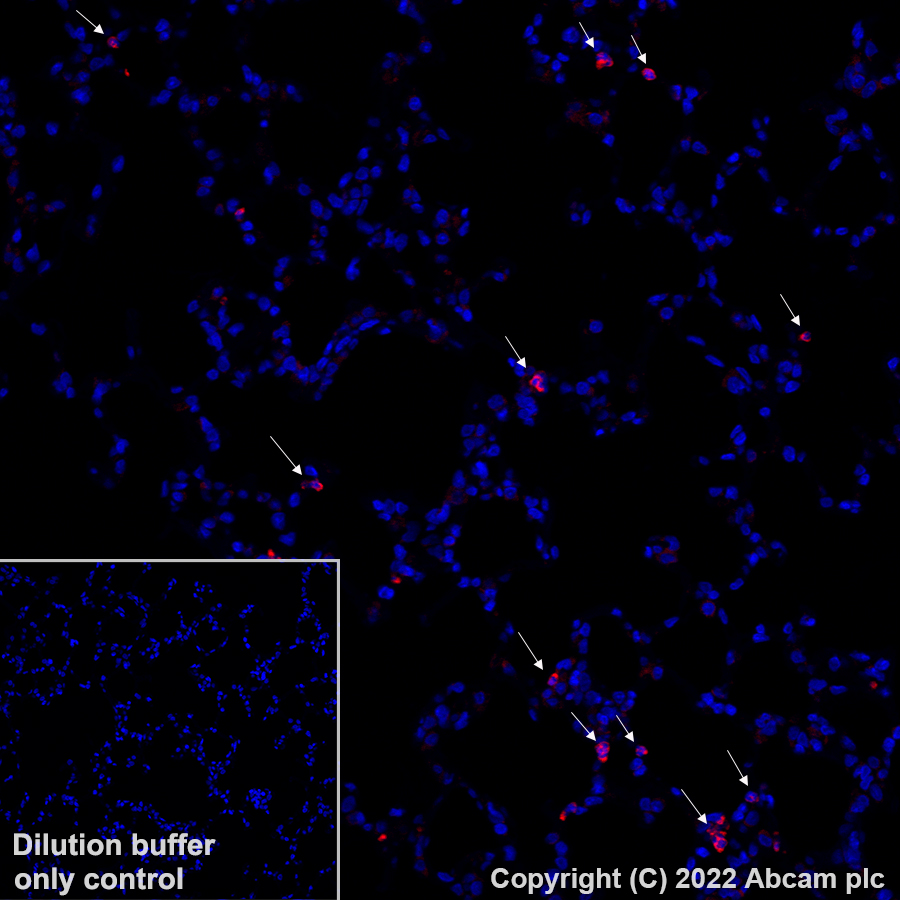 Immunohistochemistry - Alexa Fluor® 647 Anti-CD11b antibody [EPR1344] (AB307523), expandable thumbnail