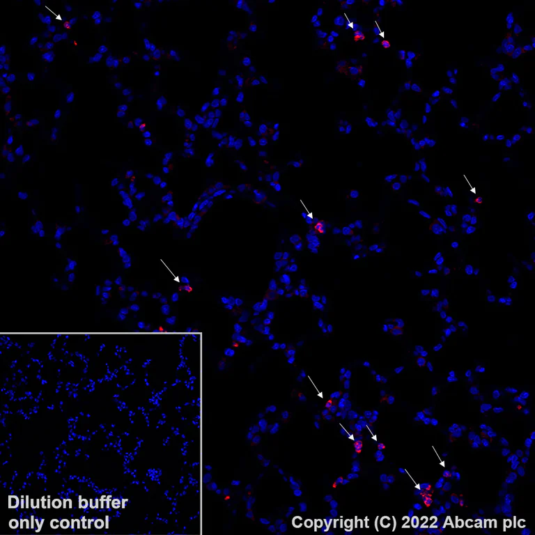 Immunohistochemistry - Alexa Fluor® 647 Anti-CD11b antibody [EPR1344] (AB307523)