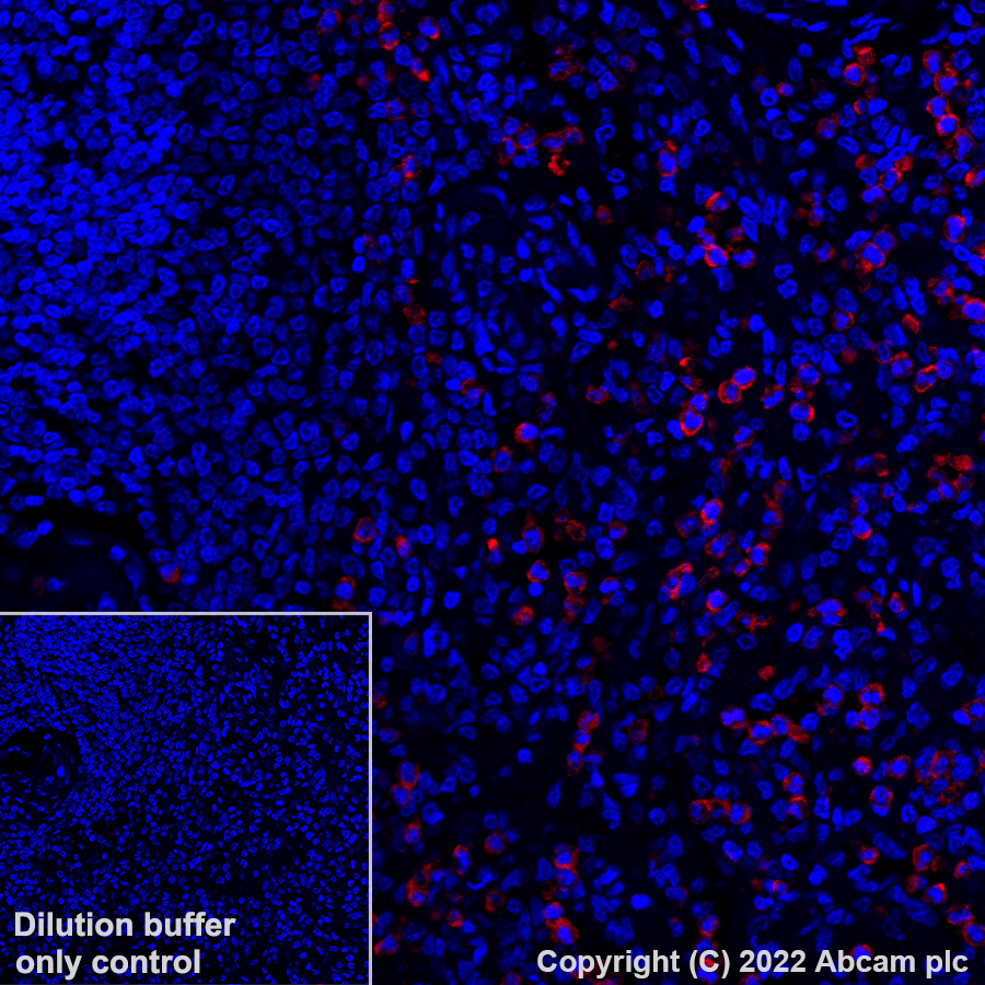 Immunohistochemistry - Alexa Fluor® 647 Anti-CD11b antibody [EPR1344] (AB307523), expandable thumbnail
