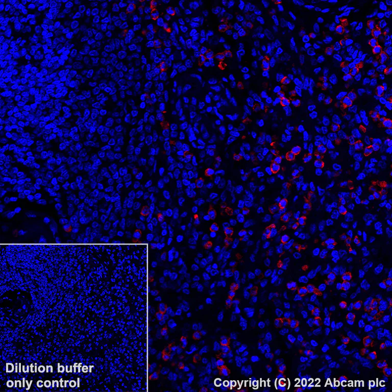 Immunohistochemistry - Alexa Fluor® 647 Anti-CD11b antibody [EPR1344] (AB307523)