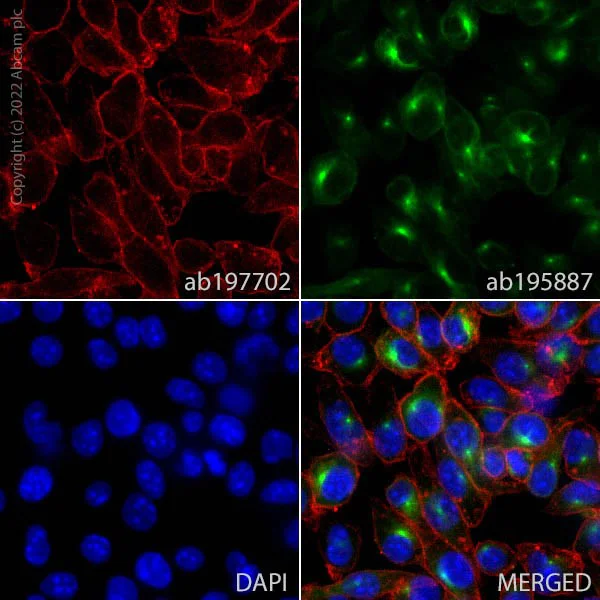 Immunocytochemistry/ Immunofluorescence - Alexa Fluor® 647 Anti-CD11b antibody [M1/70] (AB197702)
