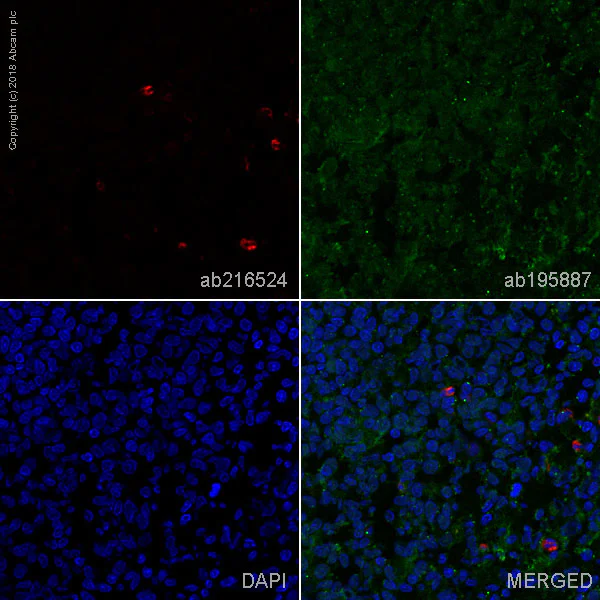 Immunohistochemistry (Frozen sections) - Alexa Fluor® 647 Anti-CD11b + CD11c antibody [OX42] (AB216524)