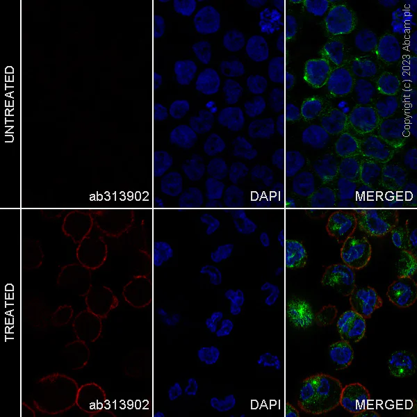 Immunocytochemistry/ Immunofluorescence - Alexa Fluor® 647 Anti-CD11c antibody [KB90] (AB313902)