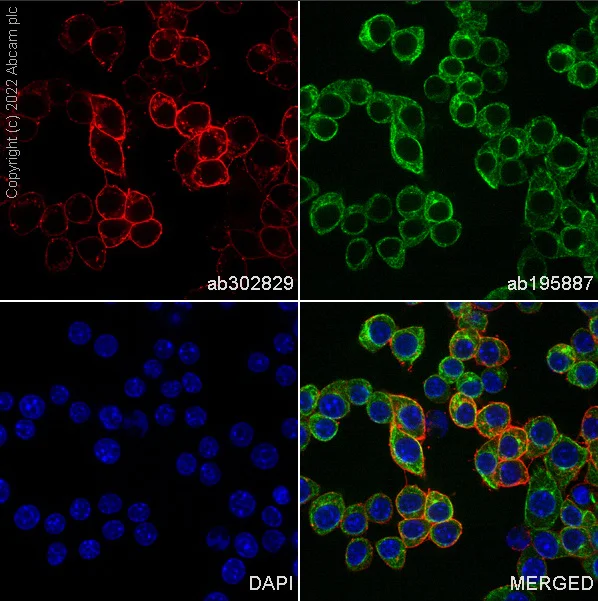 Immunocytochemistry/ Immunofluorescence - Alexa Fluor® 647 Anti-CD14 antibody [EPR21847] (AB302829)