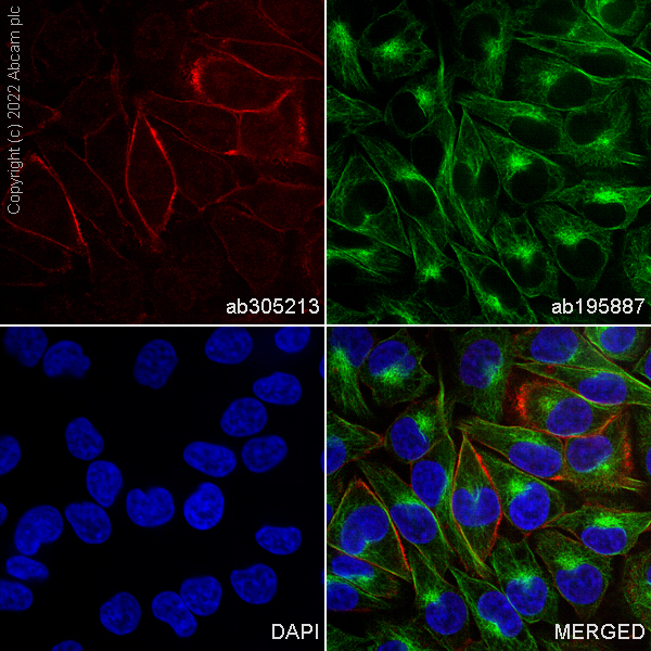 Immunocytochemistry/ Immunofluorescence - Alexa Fluor® 647 Anti-CD146 antibody [EPR3208] (AB305213), expandable thumbnail