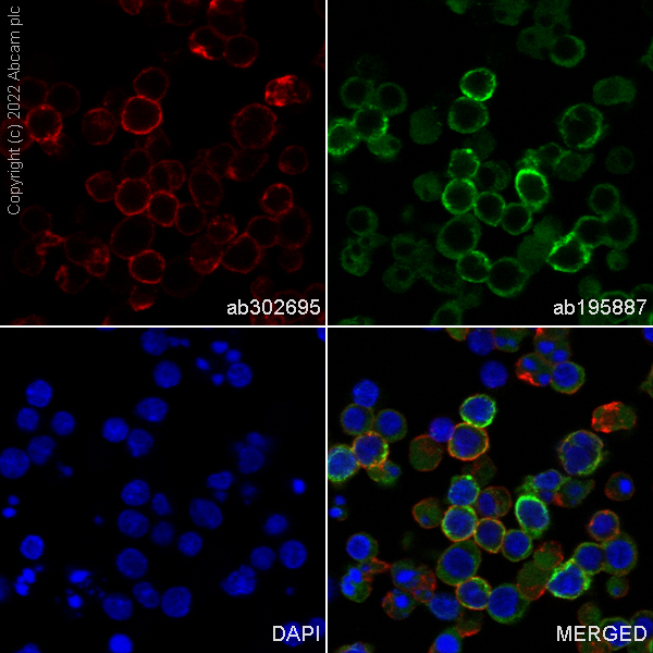 Immunocytochemistry - Alexa Fluor® 647 Anti-CD147 antibody [EPR18008-8] (AB302695), expandable thumbnail