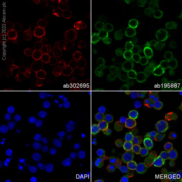 Immunocytochemistry - Alexa Fluor® 647 Anti-CD147 antibody [EPR18008-8] (AB302695)