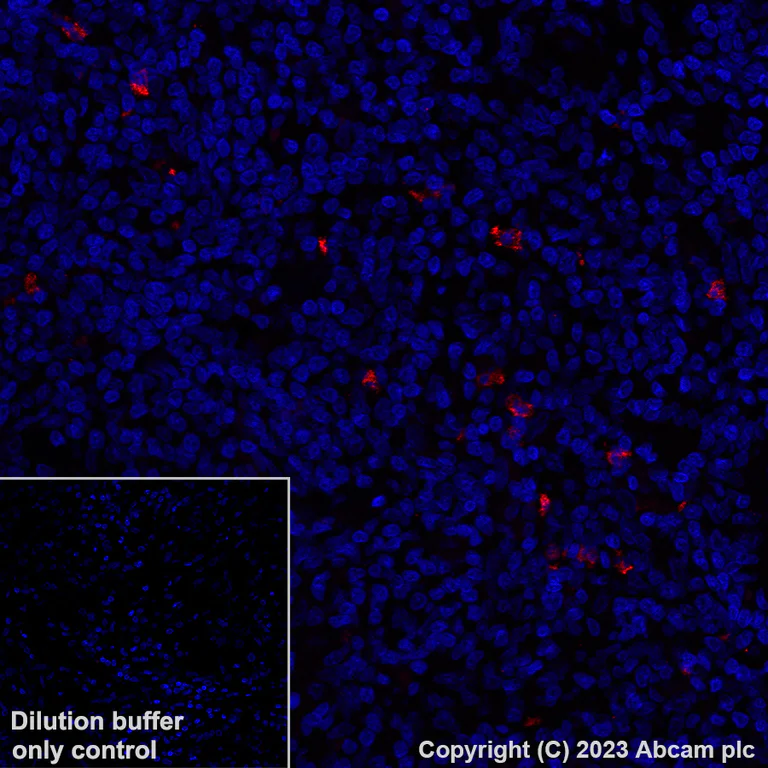 Immunohistochemistry (Formalin/PFA-fixed paraffin-embedded sections) - Alexa Fluor® 647 Anti-CD15 antibody [EPR9521] (AB313675)