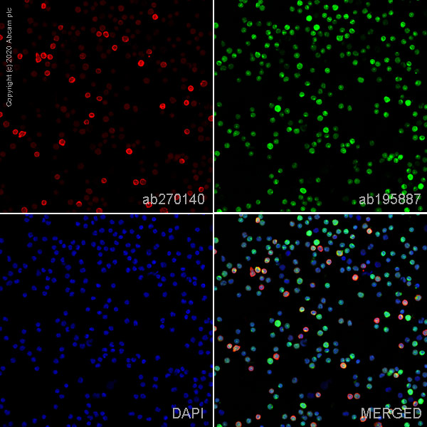 Immunocytochemistry - Alexa Fluor® 647 Anti-CD16 antibody [EPR22409-124] (AB270140), expandable thumbnail
