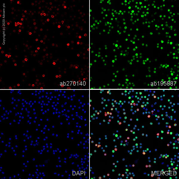 Immunocytochemistry - Alexa Fluor® 647 Anti-CD16 antibody [EPR22409-124] (AB270140)