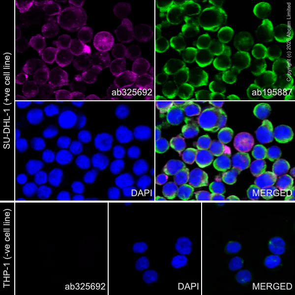 Immunocytochemistry/ Immunofluorescence - Alexa Fluor® 647 Anti-CD163 antibody [EPR29058-507] (AB325692)