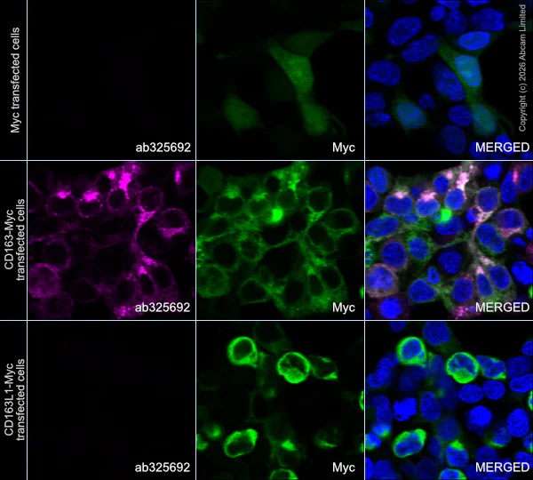 Immunocytochemistry/ Immunofluorescence - Alexa Fluor® 647 Anti-CD163 antibody [EPR29058-507] (AB325692)