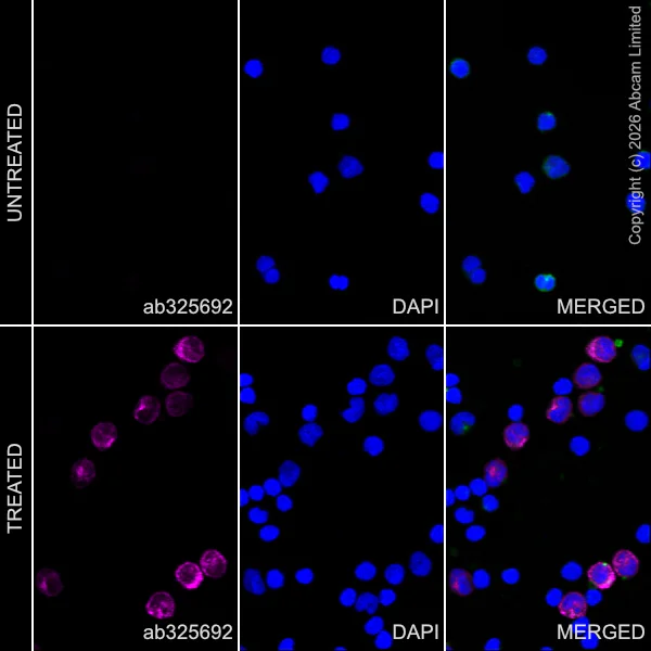 Immunocytochemistry/ Immunofluorescence - Alexa Fluor® 647 Anti-CD163 antibody [EPR29058-507] (AB325692)