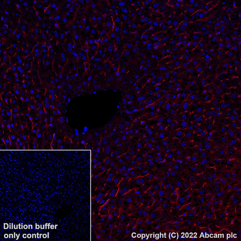Immunohistochemistry (Formalin/PFA-fixed paraffin-embedded sections) - Alexa Fluor® 647 Anti-CD16+CD32 antibody [EPR23501-203] (AB303478)