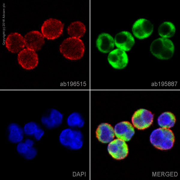 Immunocytochemistry/ Immunofluorescence - Alexa Fluor® 647 Anti-CD19 antibody [EPR5906] (AB196515)