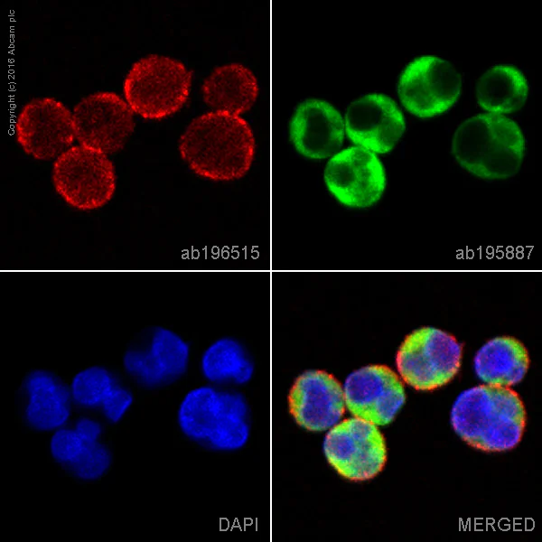 Immunocytochemistry/ Immunofluorescence - Alexa Fluor® 647 Anti-CD19 antibody [EPR5906] (AB196515)