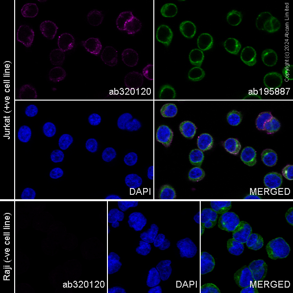 Immunocytochemistry/ Immunofluorescence - Alexa Fluor® 647 Anti-CD2 antibody [EPR27426-17] (AB320120), expandable thumbnail