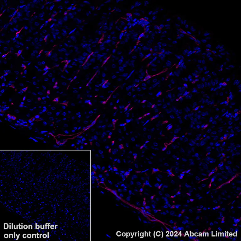 Immunohistochemistry (Formalin/PFA-fixed paraffin-embedded sections) - Alexa Fluor® 647 Anti-CD200 / OX2 antibody [EPR28087-82] (AB320785)