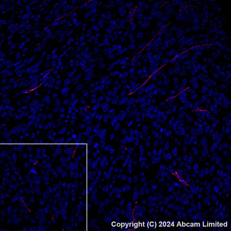 Immunohistochemistry (Formalin/PFA-fixed paraffin-embedded sections) - Alexa Fluor® 647 Anti-CD200 / OX2 antibody [EPR28087-82] (AB320785)