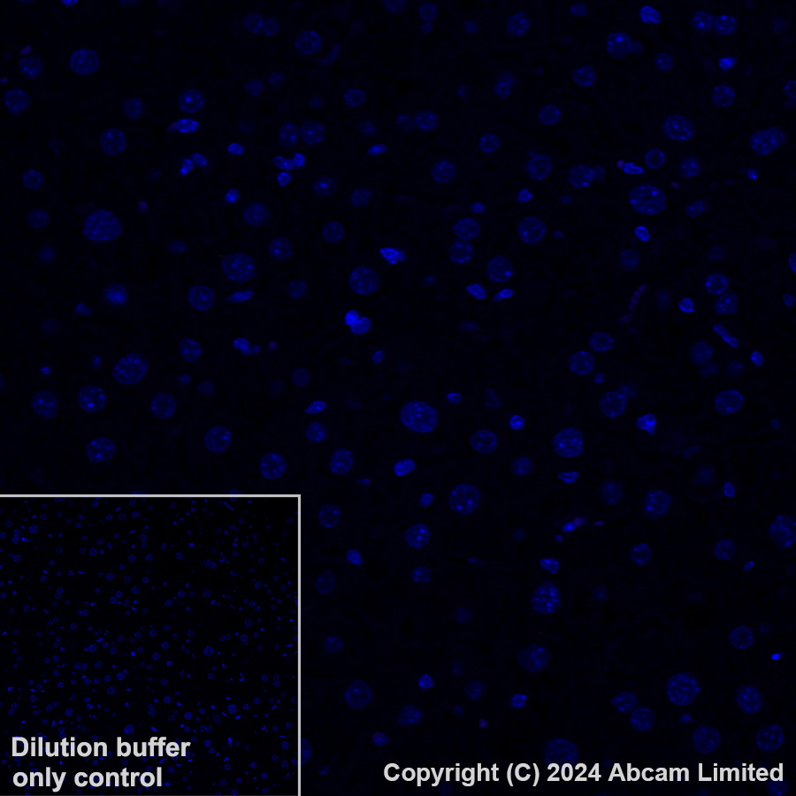 Immunohistochemistry (Formalin/PFA-fixed paraffin-embedded sections) - Alexa Fluor® 647 Anti-CD200 / OX2 antibody [EPR28087-82] (AB320785), expandable thumbnail