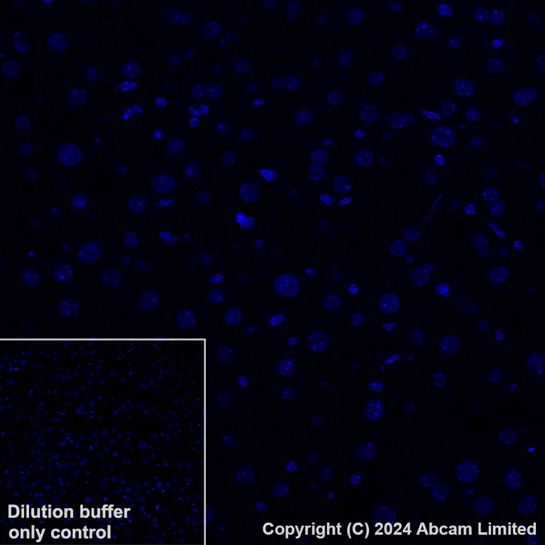 Immunohistochemistry (Formalin/PFA-fixed paraffin-embedded sections) - Alexa Fluor® 647 Anti-CD200 / OX2 antibody [EPR28087-82] (AB320785)
