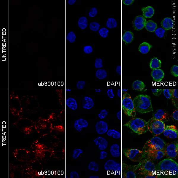 Immunocytochemistry - Alexa Fluor® 647 Anti-CD204 antibody [EPR24403-17] (AB300100)