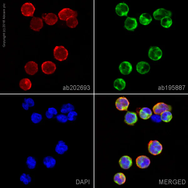 Immunocytochemistry/ Immunofluorescence - Alexa Fluor® 647 Anti-CD21 antibody [EP3093] (AB202693)