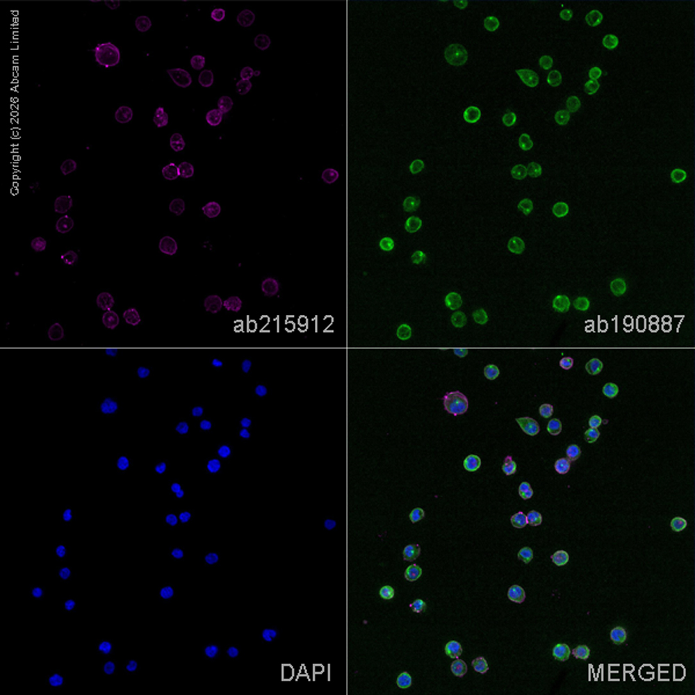 Anti-CD31 Alexa Fluor® 647 antibody [JC/70A] (ab215912) | Abcam
