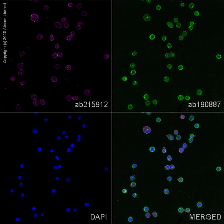 Immunocytochemistry/ Immunofluorescence - Alexa Fluor® 647 Anti-CD31 antibody [JC/70A] (AB215912)