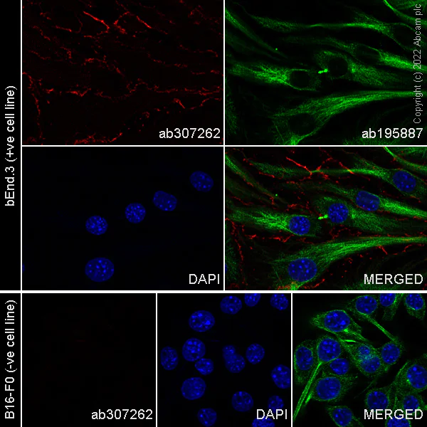 Immunocytochemistry/ Immunofluorescence - Alexa Fluor® 647 Anti-CD31 antibody [MEC 7.46] (AB307262)